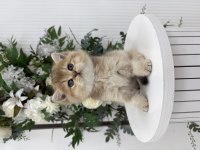 Black Golden British Shorthair Prenses
