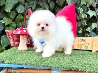 Orjinal Pomeranian Boo
