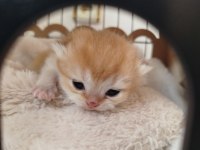 A kalite full şecereli golden ny12 british shorthair