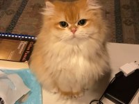 Golden Longhair Dişi Kedim İçin Eş Arıyorum