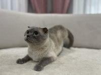 Blue Point scottish fold dişi