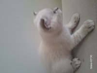 Yavru scottish fold kedisi