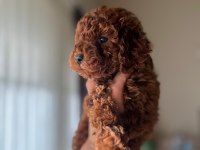 Sağlık ve ırk garantili toy poodle bebekler
