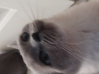 2 aylık british shorthair yavruların sahiplerini bekliyor