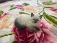 BİBLO BLUEPOİNT YAVRU KEDİMİZ