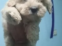 Maltipoo yavruları