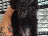 Silver black poodle yavrular