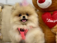 Tam bir ayı surat pomeranian güzelliğim