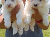 LEKESİZ MALTESE TERRİER YAVRULAR