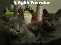 4 Aylık Sevimli Oyuncu British Shorthair Yavrular