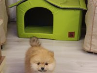 Pomeranian erkek 3 aylık