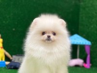 Blacks Petshop Garantisiyle Sağlık Garantili Pomeranian