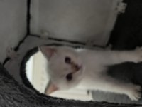 BRİTİSH SHORTHAİR LYNX POİNT ERKEK