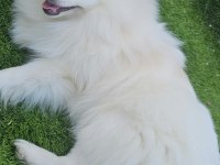 Pomeranian dişi beyaz prenses
