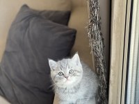 GÜZELLİK ABİDESİ BRİTİSH SHORTHAİR YAVRUM WHİAKAS