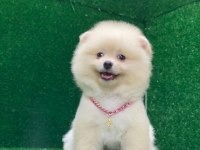 Pomeranian boo yavrumuz çok tatlı