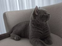 ​7 Aylık Aşılı Karneli Ve Tuvalet Eğitimli Erkek Kedimiz