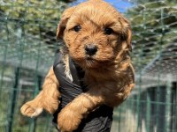 Köpeğimiz hakkında detaylı bilgi için arayın