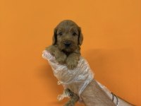 MALTİPOO IRK SAĞLIK GARANTİLİ YAVRULARIMIZ
