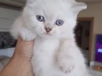 SAFKAN ORJİNAL IRK YAVRU KEDİLERİMİZ