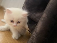 Şaka gibi ama gerçek british longhair tatlişler