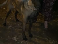 Belçika kurdu köpeğimizi sahiplendirme
