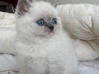 British Blue Point