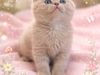 BRİTİSH SHORTHAİR KEDİSİ DENİZLİ