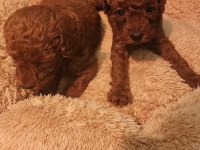 2 aylık toy poodle yavrular