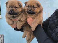 KALİTELİ ÇİN ASLANI CHOW CHOW YAVRULAR