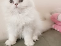 Silver point british longhair dişi