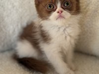 Safkan British Shorthair Erkek Yavru