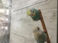 3 aylık dişi ve erkek muhabbet kuşu