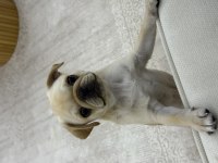 4 aylık aşıları tam dişi pug