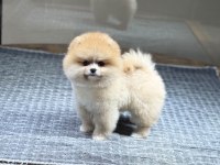 SAĞLIK VE IRK GARANTİLİ POMERANİAN KÖPEĞİ