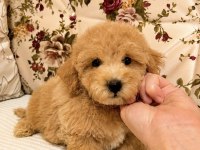 KIVIR KIVIR MALTİPOO BEBEĞİMİZ