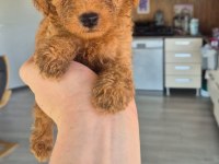 Bebek Poodle