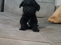 BİRBİRİNDEN SEVİMLİ MALTİPOO YAVRULAR