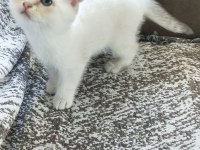 Güzel dişi yavru scottish fold