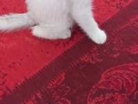 Scottish fold oğlumuza yuva arıyoruz