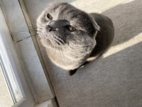 Safkan scottish fold 1.5 yaşında