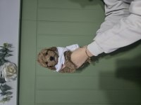 Erkek Toy Poodle