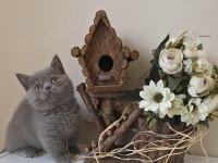 MUNCHKIN CÜCE KEDİMİZ