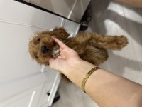 TOY POODLE 3.5 AYLIK DİŞİ