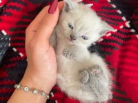 British shorthair minnoşumuz yeni yuvasına hazır