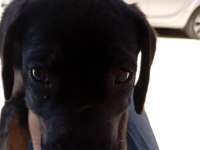 Cane corso Rottweiler Kırması