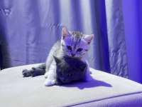 2 aylık british shorthair