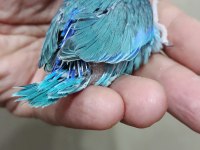 Pied erkek forpus cep papağanı