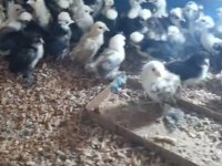 3 HAFTALIK 5 PARMAK İSPENÇ CİVCİVLER
