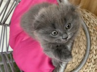 Son kalan scottish fold yavrum uyguna veriyorum